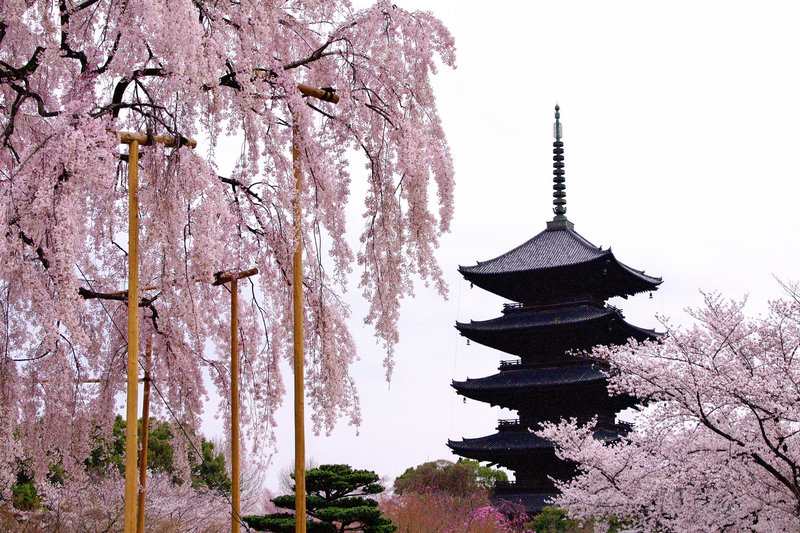 東寺 五重塔 放生池 夜桜